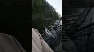 Gorgeous smallmouth in the upper peninsula!