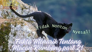 Fakta Menarik Tentang Macan Kumbang Part. 2