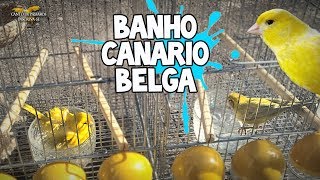 Casal de CANÁRIO BELGA Tomando Banho em Câmera Lenta | Muito Lindo !