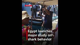 Egypt launches major study on shark behavior