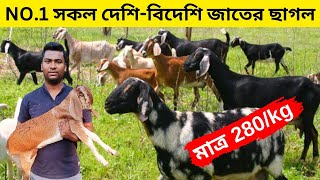 No.1 সকল দেশে বিদেশি জাতের ছাগল মাত্র ২৮০ টাকা কেজিতে কিনুন।