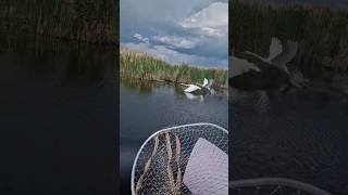 Рыбалка в диких местах. #казахстан #астана #шортс #shorts #fishing #fishingvideo