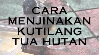 Cara menjinakkan kutilang tua hutan