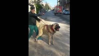 AFYONKARAKİSAR KANGAL KÖPEK ( İSMİ ÇAKIR ) YOK BÖYLESİ