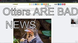 Otters are BAD NEWS