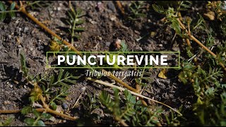 Puncturevine