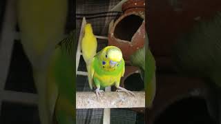 Budgies Chirping #4k #budgie #akshimokshi8415