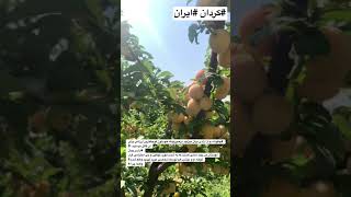 #آزادی_بیان