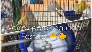 Canário Belga Reprodução 🐣🐤