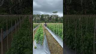 Kebun cabe ori #cabeori #cabaimahal