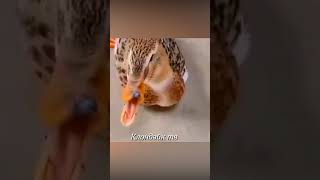 Лошадь бьёт собак и гусей #animalsvideo