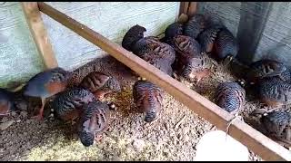 sumatra kekligi (  Sumatran partridge  )