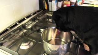 Hilarious Video Cooking With Kilo the Pug - Cooking with Cute Pug