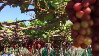 grapes farming #satisfying #beautiful #farm #plants #healthy #healthy food #life #shortvideo