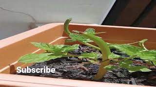 How Mint grows in a pot and cut