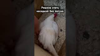 Курица-наседка