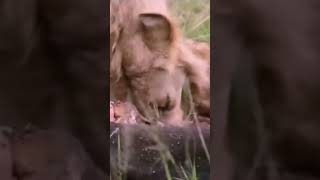 Lions cub feeding