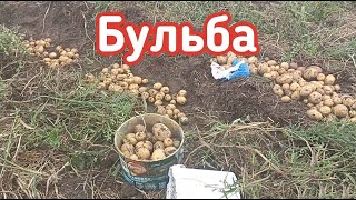 Итоги эксперимента по выращиванию картофеля без окучивания