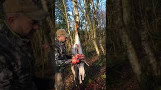 Suspended grollock (gutting) of a deer