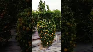 Amazing Citrus trees  🍊😱