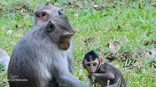 Baby Monkeys Real Life, Poor Monkeys Babies, Daily Monkeys Man#1210