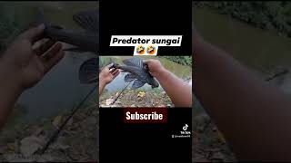 PREDATOR SUNGAI😅😅#shorts #trending #trend #wildfishing #mancing #maddcom88