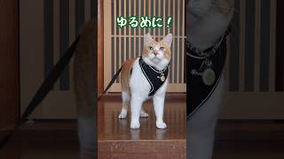 ハーネスを緩めてくれない飼い主に物申す！#元野良猫チャチャ #猫武将 #ねこ #ネコ #cat #猫