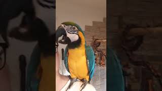 Raaaz,  dwaaa, trzyyy 😂 Lolek Ara Ararauna,  funny parrot