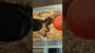 Live Feeding Ball Python Strikes Small Rat