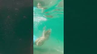 MERMAID Swimming at Bruny Island Tasmania!