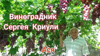 Виноград Ася на винограднике Сергея Криули