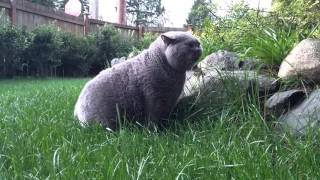 Cat Maxi Eating Grass