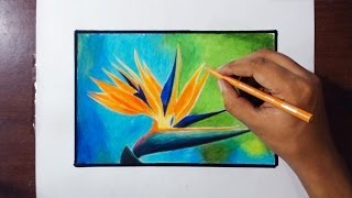 Drawing Paradise Bird Flower - Prismacolor pencils