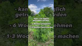 Wie oft darf man Artemisia annua als Tee zu sich nehmen?🌱 #kräuter #viral #artemisiaannua #shorts