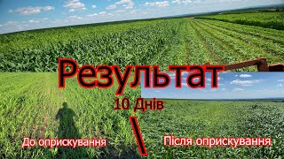 Результат обробки (обприскування) суданки Нітрогуматом Євро через 10 днів. Скосив на сіно! #ІванКо