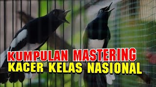 DI JAMIN LANGSUNG NYAUT!!  PANCINGAN KACER 10 DETIK LANGSUNG BONGKAR ! MASTERAN KACER KELAS NASIONAL