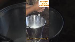 Pure Cow Milk Available in Islamabad  // Rawalpindi// Cow Milk // Rs 220 per lit۔