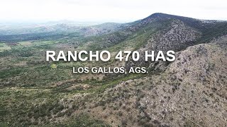 VENTA O RENTA / RANCHO DE 470 HAS / LOS GALLOS AGS