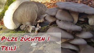 Austernseitlinge einfach selber züchten - vom Wildklon bis zur Körnerbrut | Teil 1 (Speisepilzzucht)