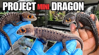 MAJOR UPDATE! I MADE A CROCODILE SKINK DISCOVERY! + REALLY BAD NEWS | PROJECT MINI DRAGON