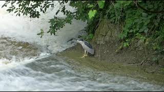 Peaceful Putney Pond goes Not So Peaceful