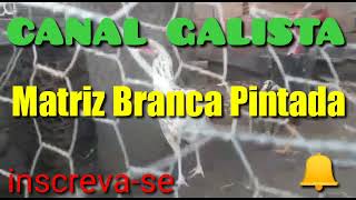 Galinha Branca Pintada