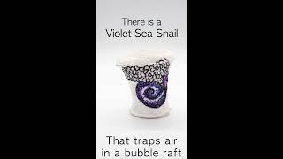 The Violet Sea Snail - Stop Motion Science - Meet the Ocean