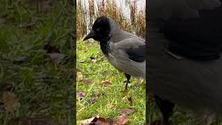 Hello ! I am Mr Proud #crow and the Boss around here #birds #birdslover