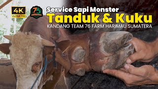 Perawatan Tanduk dan Kuku Sapi