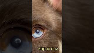 🥹 #любимаясобака #красивыеглаза #глазасобак #родныеглаза #любовь #lovelydog #love #eyes