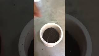 succulent repotting | succulent kaise lagaye | succulent #shorts