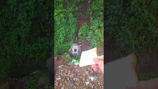 Funny monkey short video, funny monkey moments #funnymammals #monkeymammals #funnyshort