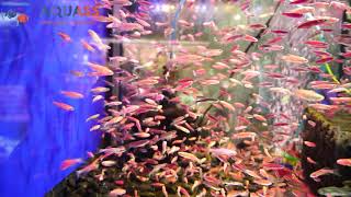 🐠Aquass - Данио глофиш фиолетовый (Danio glofish purple)