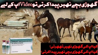 Jo Gudiya na tharti hun Unka Ilaaj|HorseFemale Pregnancy treatment|جوگھوڑیاں نہیں ٹھہرتی ان کاعلاج